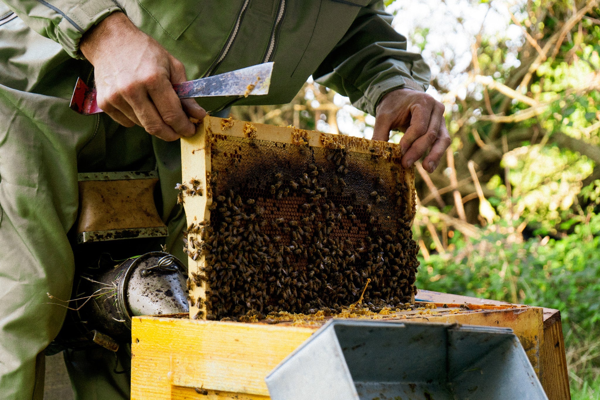 Essaims d'abeilles