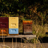 Essaim hiverné d'abeilles