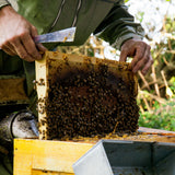 Essaim hiverné d'abeilles
